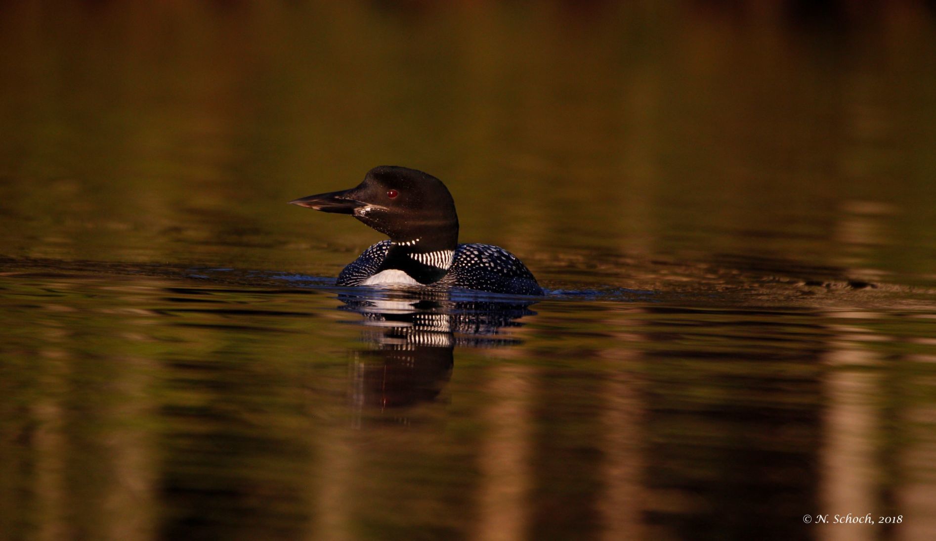 Loon